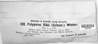 Polyporus ribis image